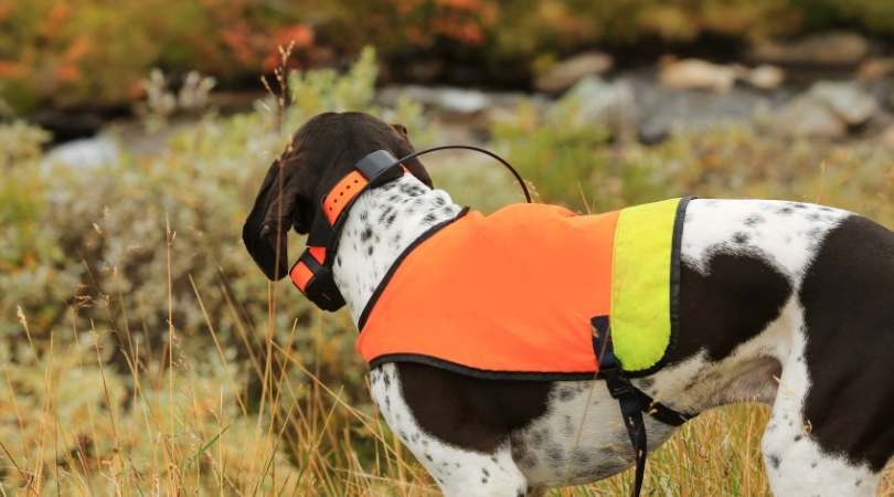 Best Dog Training Collars
