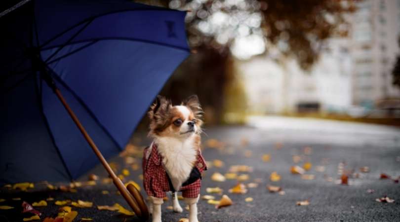 Best Dog Umbrellas