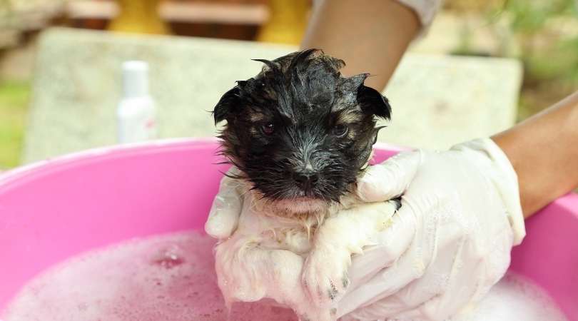 Best Puppy Shampoos
