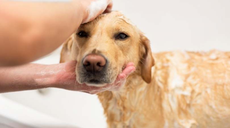 Best Shampoos for Labrador Retriever