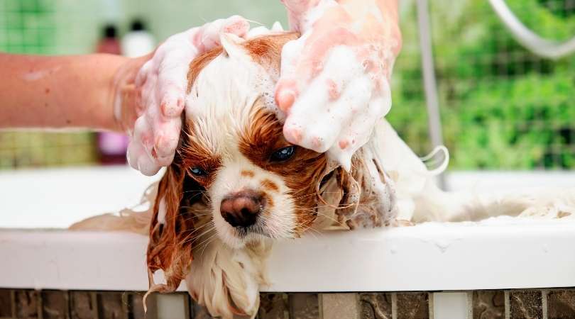 Best Smelling Dog Shampoos