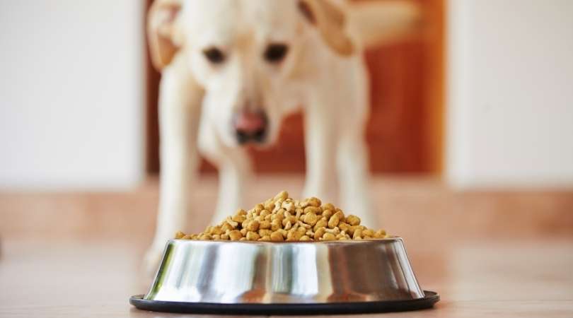 Best Tasting Dog Foods