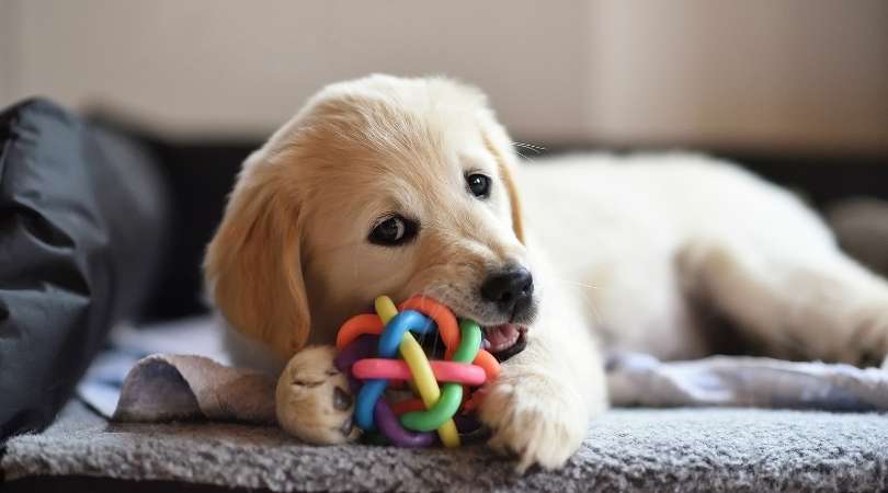 Best Toys for Golden Retrievers