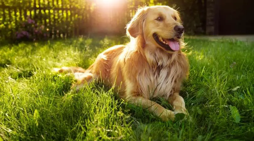 Golden Retriever