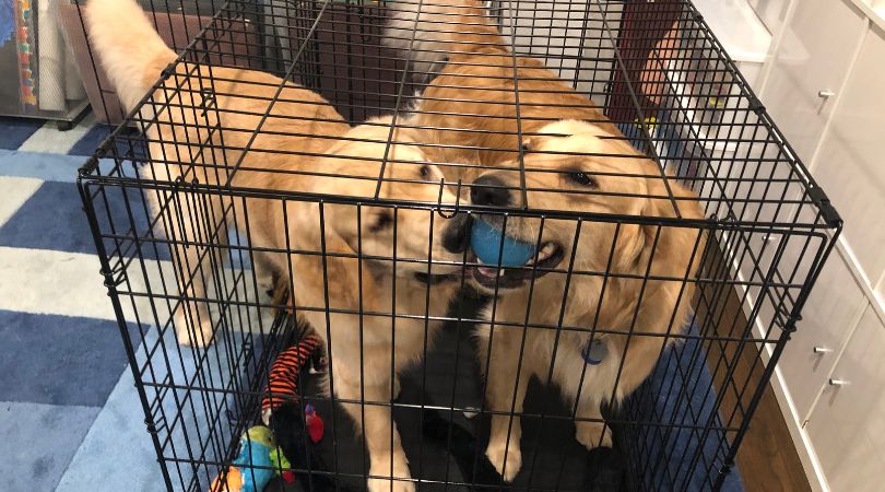 How to Crate Train a Golden Retriever Puppy