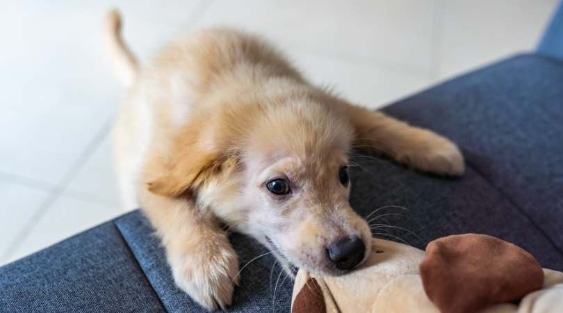 How to Train a Golden Retriever Puppy Not to Bite