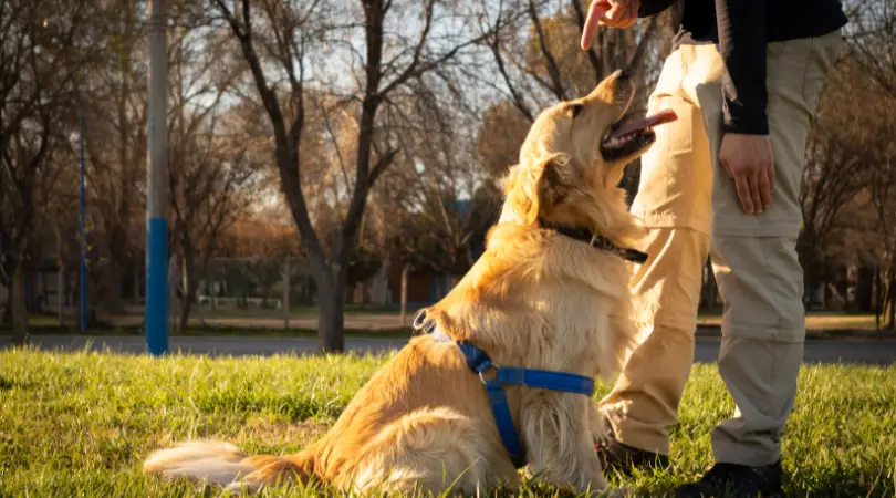 Golden Retriever obedience training