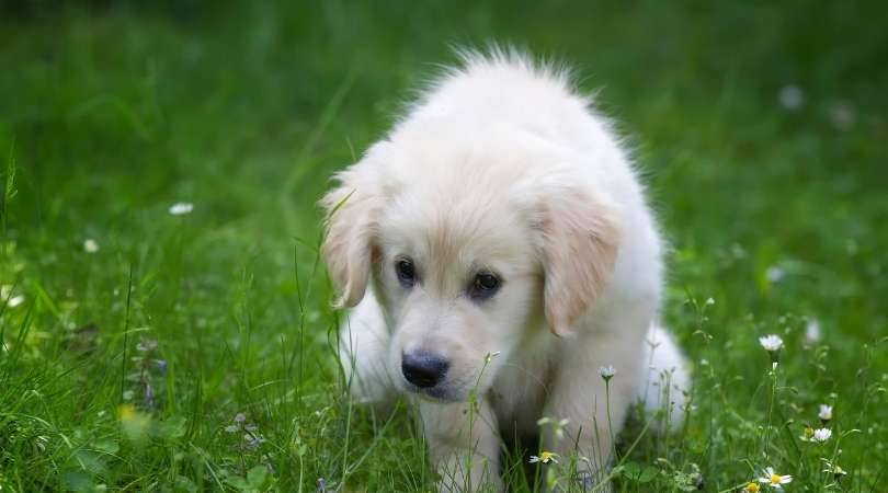How to Potty Train a Golden Retriever Puppy