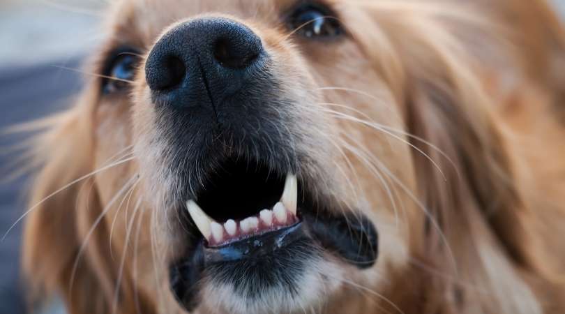 How to Stop Golden Retriever from Barking