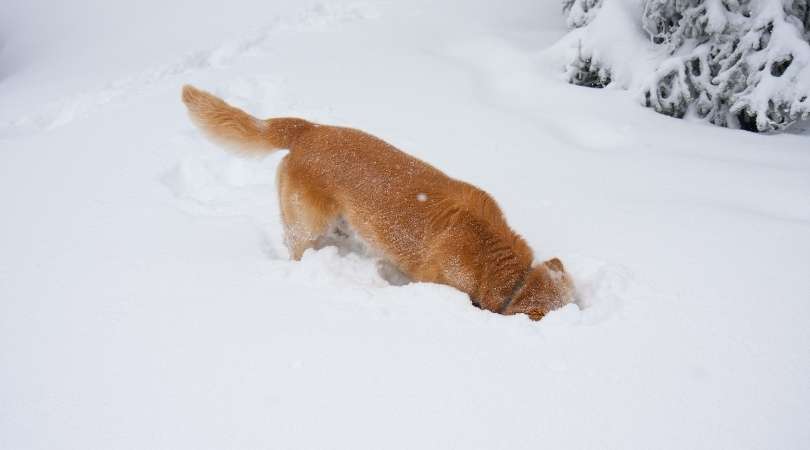How to Stop Golden Retriever from Digging