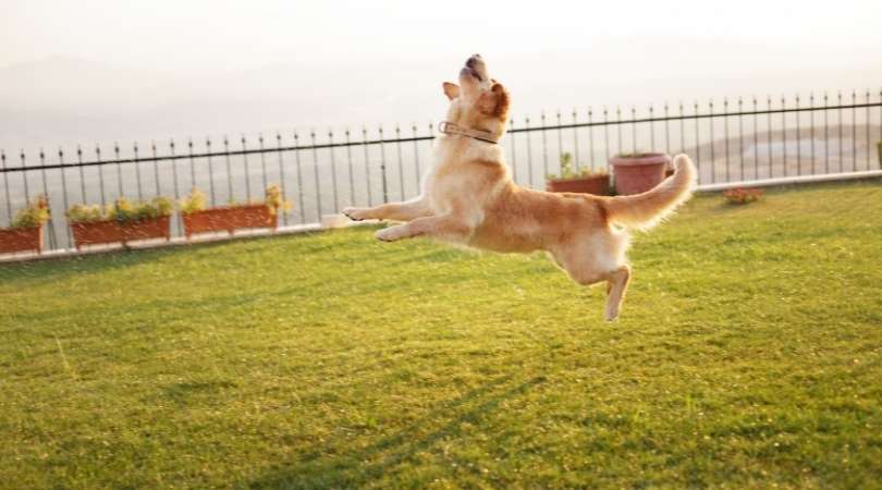How to Stop Golden Retriever from Jumping