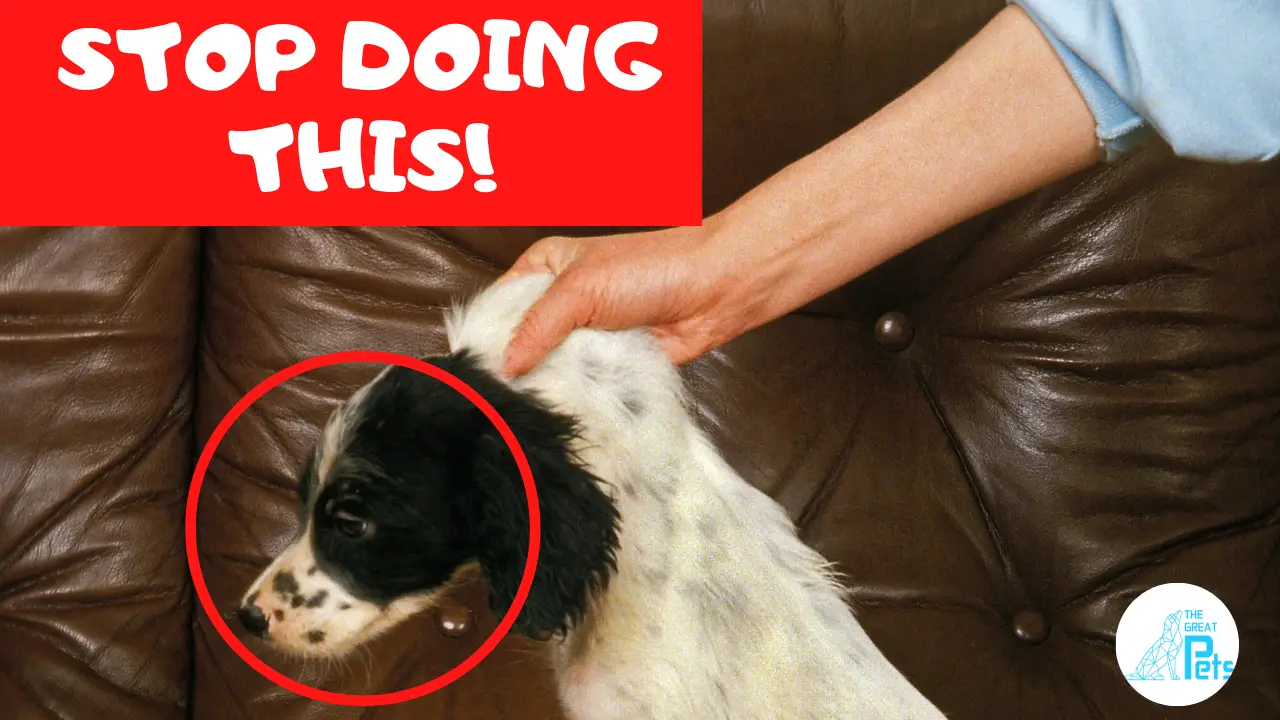 15 things you must stop doing to have a happy and healthy dog