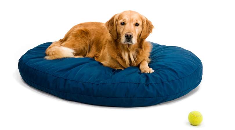 Best Dog Beds for Golden Retrievers