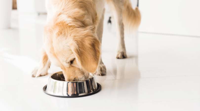 Best Dog Foods for Golden Retrievers