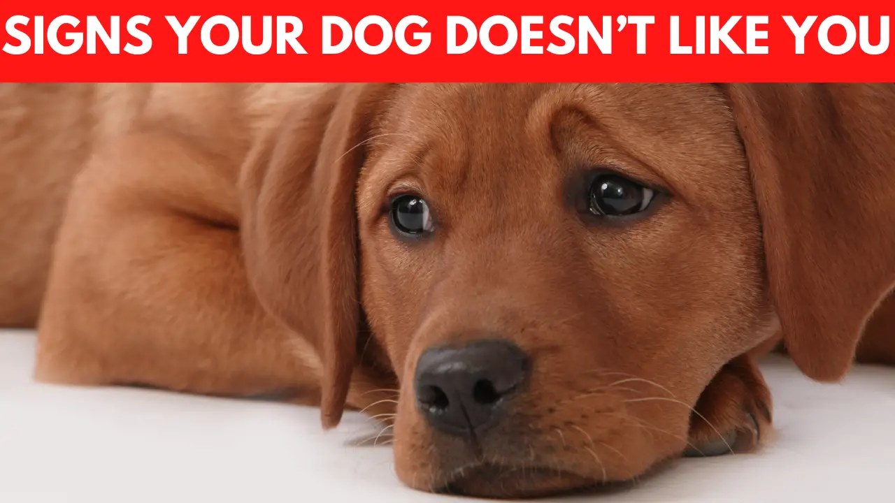 Signs Your Dog Doesn’t Like You -2