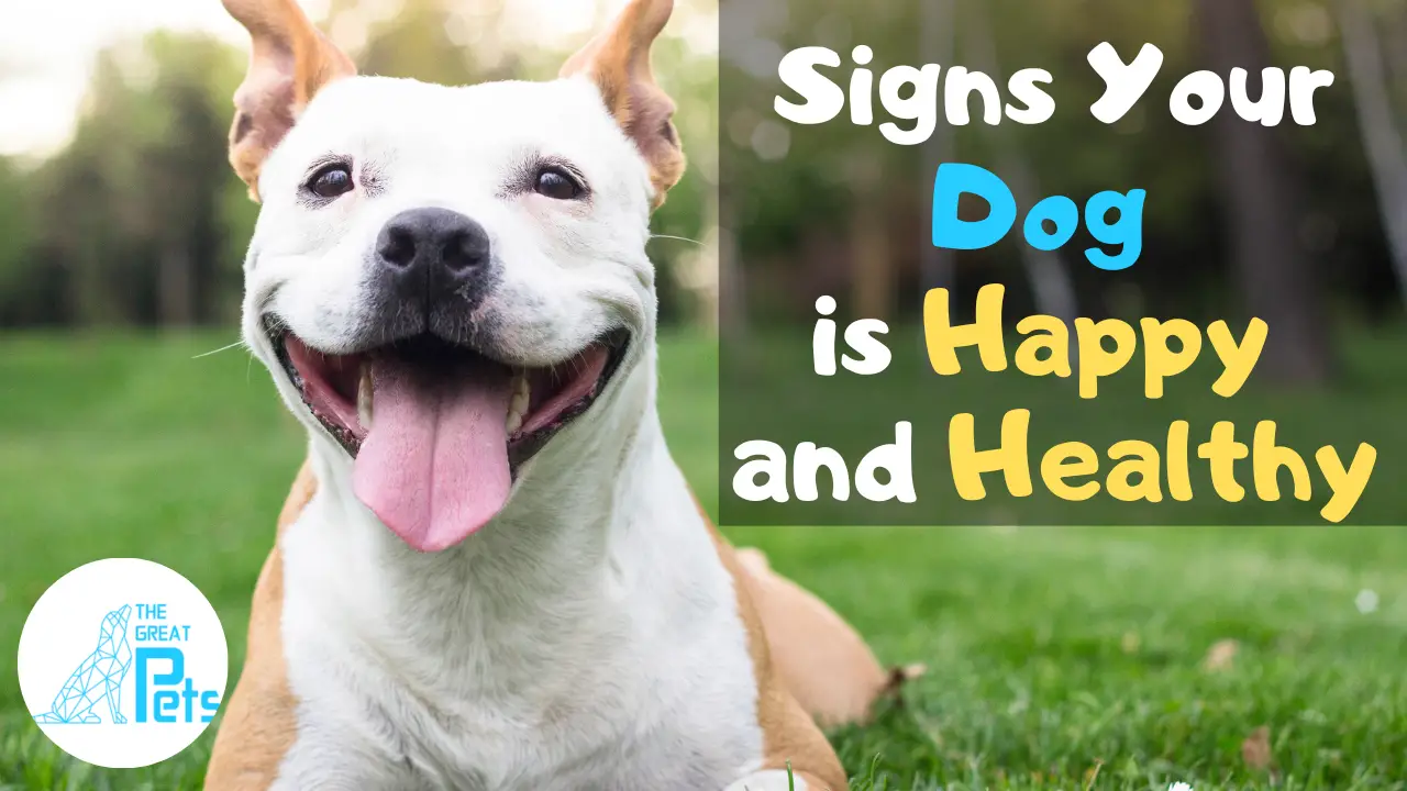 Signs Your Dog is VERY Happy and Healthy
