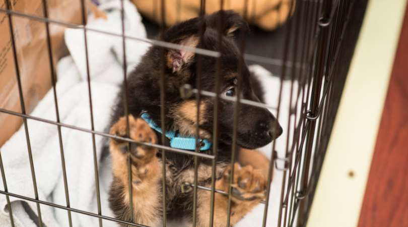 Best Dog Crates for German Shepherds