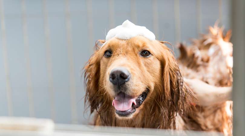 Best Shampoo for Golden Retriever
