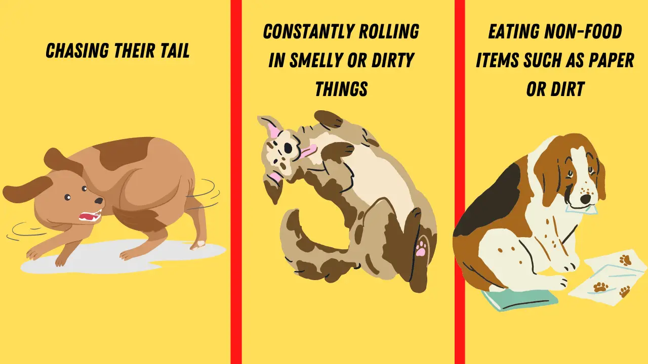 Odd Dog Behaviors