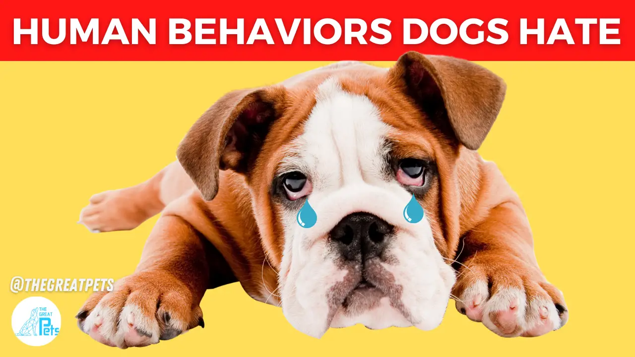 Human Behaviors Dogs Hate the Most
