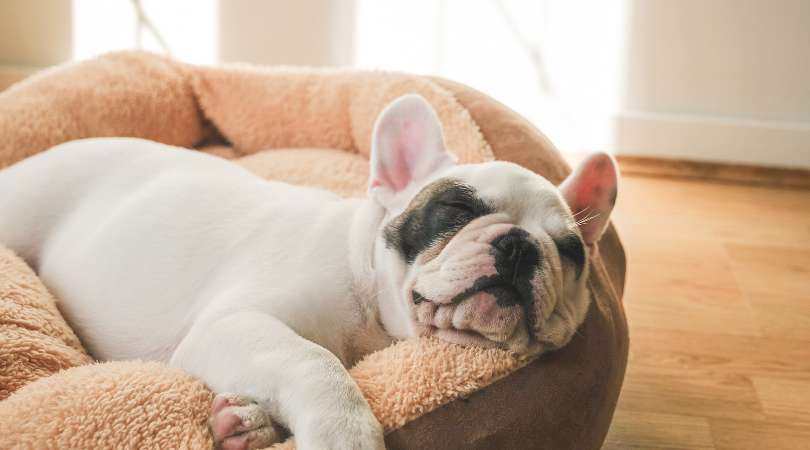 Best Beds For French Bulldogs