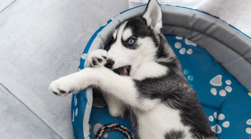 Best Dog Bed for Your Husky