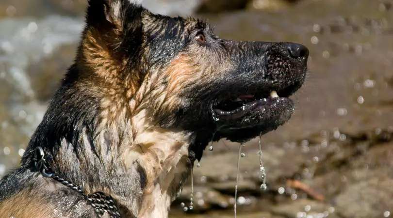 Best Shampoos for German Shepherds
