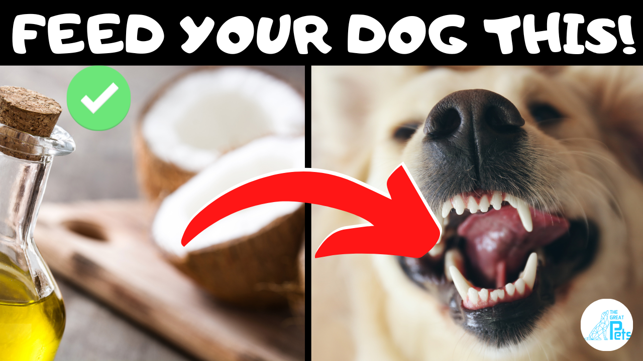 Human Foods That Are Actually Good for Dogs