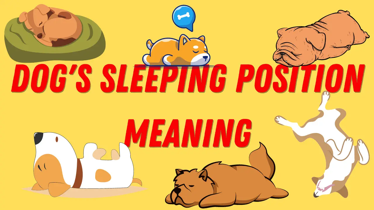 Dog's Sleeping position meaning