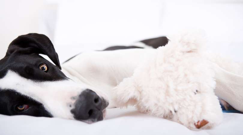 best dog bed for great dane