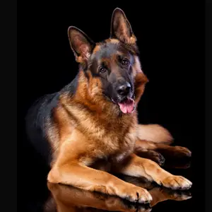 German Shepherd Dog Breed Information German Shepherd Dog Breed Information