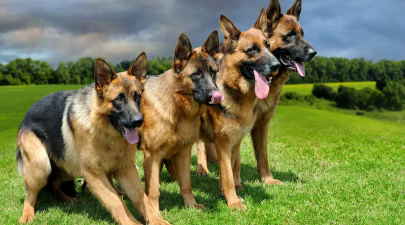 German Shepherd Dog Breed Information