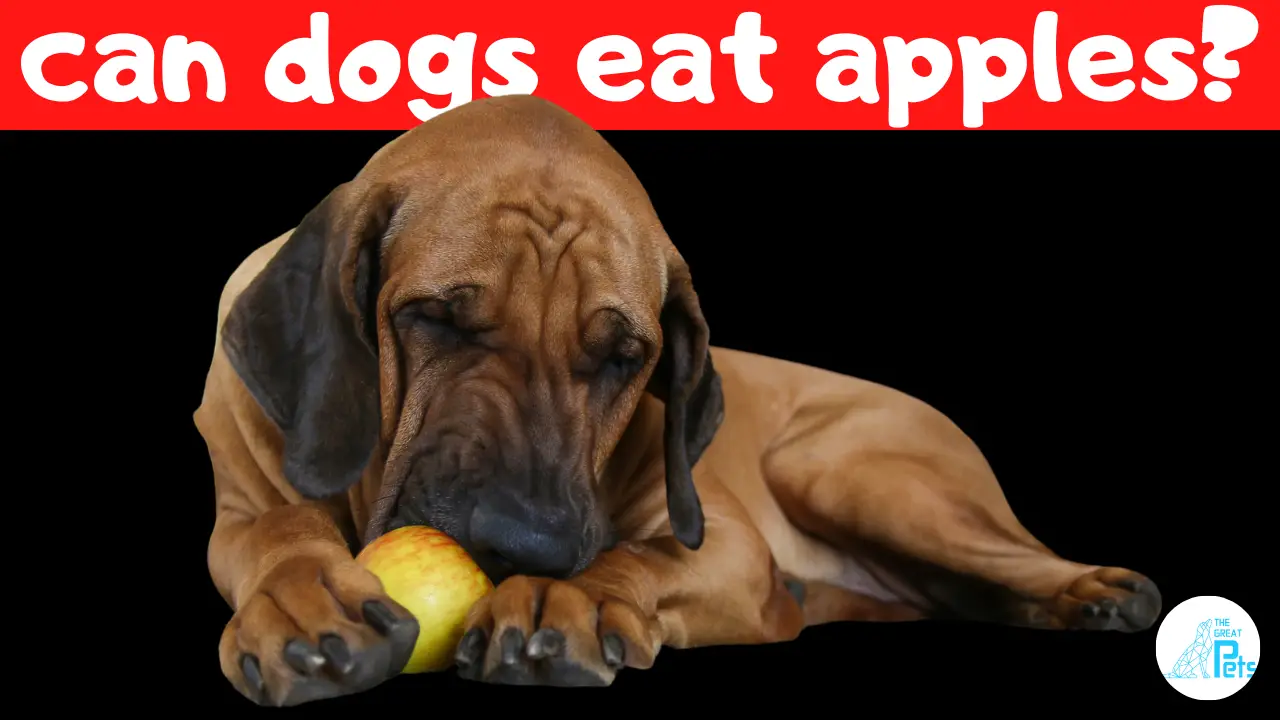 Can Dogs Eat Apples