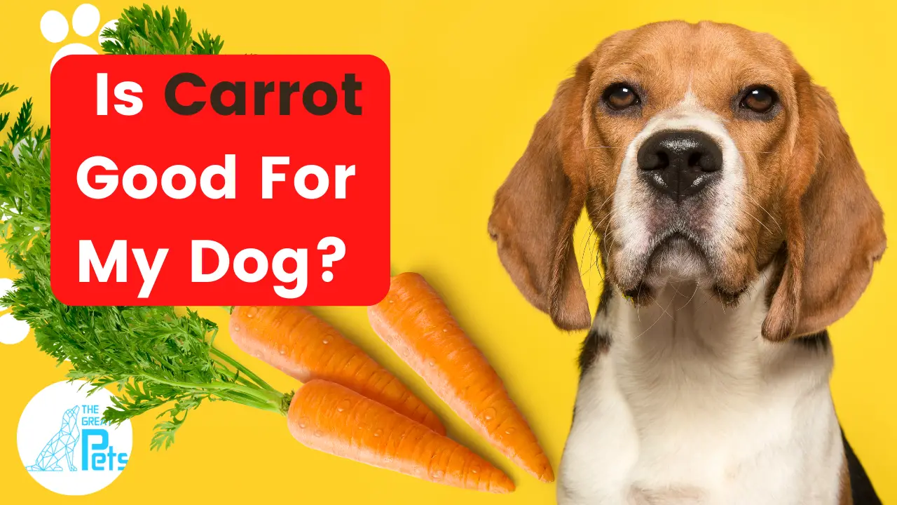 can dogs eat carrots