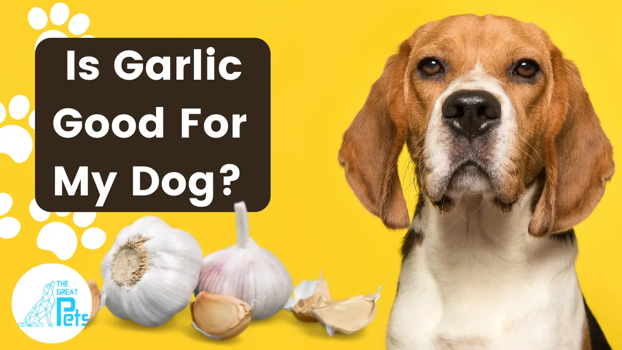 can dogs eat garlic