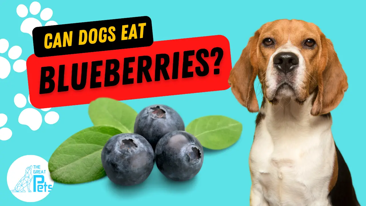 Can Dogs Eat Blueberries