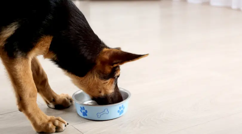 Feeding Your German Shepherd Puppy