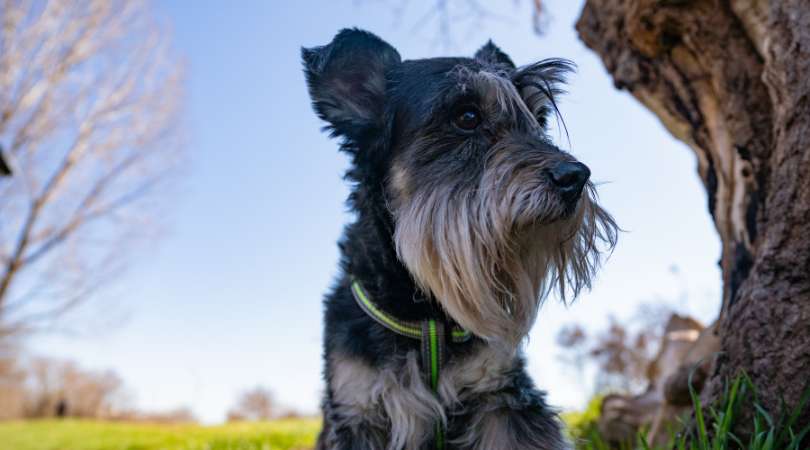 Picture of Best Dog Crate for Miniature Schnauzers in 2024 - The Great Pets