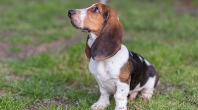 Curated visual reference: Gallery Detail: Best Dog Food For Basset Hounds In 2024