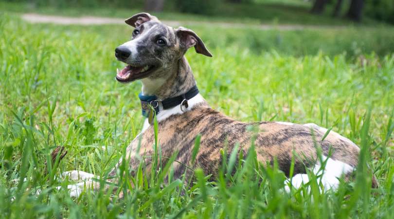 Best Dog Food For Whippets in 2024 - The Great Pets