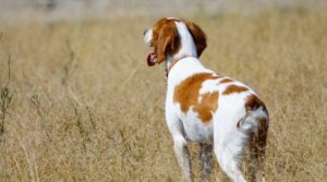Potty Train Your Brittany Puppy Like A Pro The Great Pets